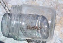 Клещи атаковали жителей Тамирлановки по соседству с фермой