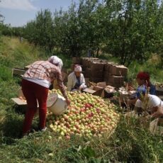 В Тюлькубасском районе идет сбор летних сортов яблок сбор яблок