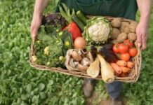 «От поля до прилавка»: в Туркестанской области стартовал новый сельскохозяйственный проект овощи