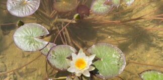 В Туркестане появился необычный пруд