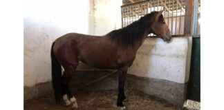 Алматинцу вернули лошадь, похищенную полтора года назад лошадь скотокрадство