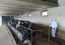 В Шымкенте дезинфицируют сельскохозяйственных животных животные обработка