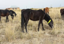 Пастух присвоил хозяйскую живность стоимостью в 3,5 млн тенге Животные