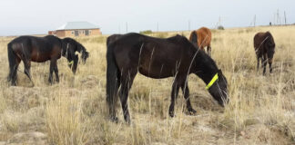 Пастух присвоил хозяйскую живность стоимостью в 3,5 млн тенге Животные