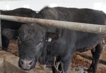 В Туркестанской области разрешили работать скотным рынкам животные