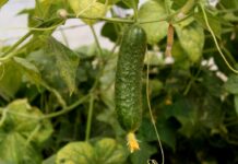 Тепличная зона «Шубарсу» появилась в Ордабасинском районе теплица