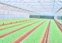 «Тепличный рай» построят в Шымкенте за год