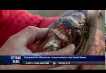 В Шымкенте рыбак выловил пиранью с человеческими зубами