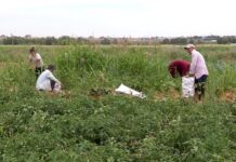 Сфера агропромышленного комплекса Туркестанской области развивается стабильно