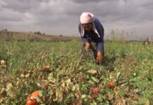 Тюлькубасские крестьяне собирают по два урожая с одного поля