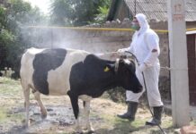 В Шымкенте с 1 сентября были начаты работы по профилактике энзоотических болезней профилаика