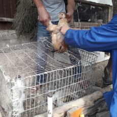 В Шымкенте проходит вакцинация птиц вакцина