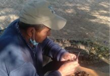 В питомниках Шымкента на 8,2 га посадят дубы питомник