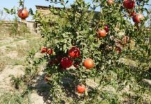 Житель Келесского района начал выращивать субтропические фрукты гранат