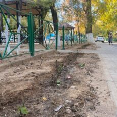 В Абайском районе будет посажено около 15 тысяч саженцев роз саженцы роз
