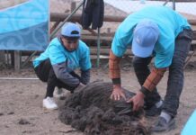 Туркестанская молодежь соревновалась в сборе хлопка, картофеля, яблок и стрижке овец соревнование молодежи