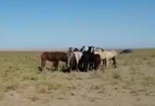 Житель Байдибекского района потерял табун лошадей лошадь