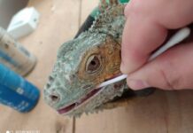 В Шымкентском зоопарке у игуаны выявили стоматит игуана
