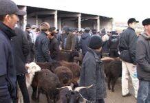 Все скотные рынки в Туркестанской области закрыты скотный рынок