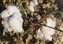 В Кентау для текстильной промышленности выращивают сорт хлопка «Туркестан» хлопок