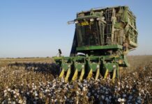 В Жетысайском районе крестьянам вернули 344 млн тенге хлопок