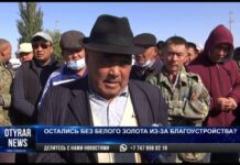 Остались без белого золота из-за благоустройства?