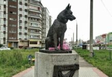 Преданней собаки – нету существа!