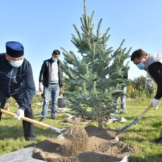 300 саженцев декоративных деревьев посадил акимат города в парке Независимости деревья