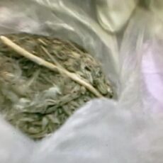 В Туркестанской области задержали гражданина Узбекистана с наркотиками марихуана