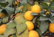 В Туркестанской области есть большой лимонный сад лимонный сад