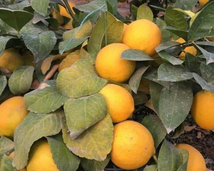 лимонный сад