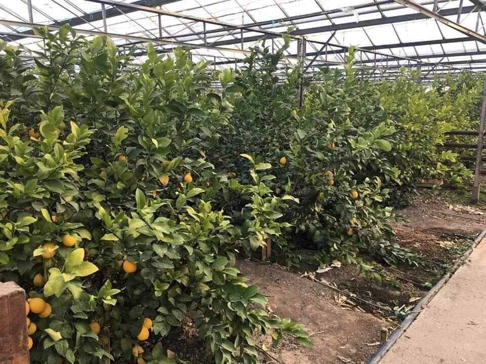 лимонный сад