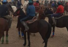 Более 40 кокпаров пресекли полицейские Туркестанской области с начала года кокпар