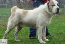 Шымкентские стражи порядка вернули хозяину похищенную собаку алабай