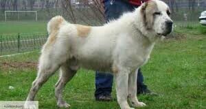 Шымкентские стражи порядка вернули хозяину похищенную собаку алабай