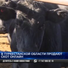 В Туркестанской области скот продают в режиме онлайн