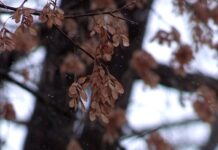 Сегодня ожидается самая холодная ночь с начала ноября