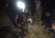 В Шымкенте спасатели вытащили корову из ямы корова