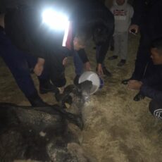 В Шымкенте спасатели вытащили корову из ямы корова