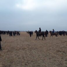 Кокпар с участием 150 человек остановили в Туркестанской области кокпар