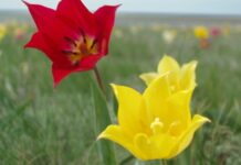 В Минэкологии разработали законопроект о растительном мире дикие тюльпаны