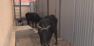 Жители Шымкента крали скот у сельчан Байдибекского района животные