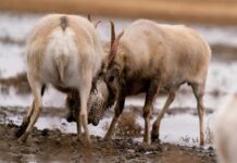 В Казахстане по итогам акции «Сайгак» возбуждено 17 уголовных дел сайгаки