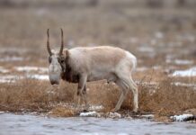 В степи начался гон сайгаков сайгаки