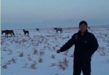 В Туркестанской области полицейские за сутки нашли 6 пропавших лошадей табун