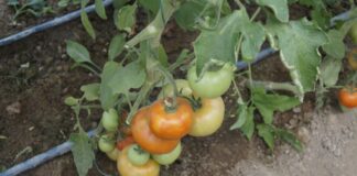 Кентау станет частью продовольственного пояса Туркестана овощи