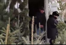В Шымкенте двое мужчин срубили елку и попали в полицию елка