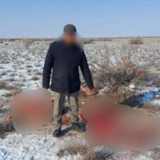Тушу лошади и ружье нашли полицейские в авто жителей Туркестанской области скотокрадство