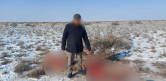 Тушу лошади и ружье нашли полицейские в авто жителей Туркестанской области скотокрадство