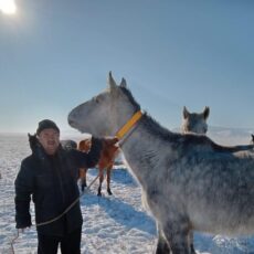 В Созакском районе лошадей и верблюдов снабдили светоотражающими уздечками